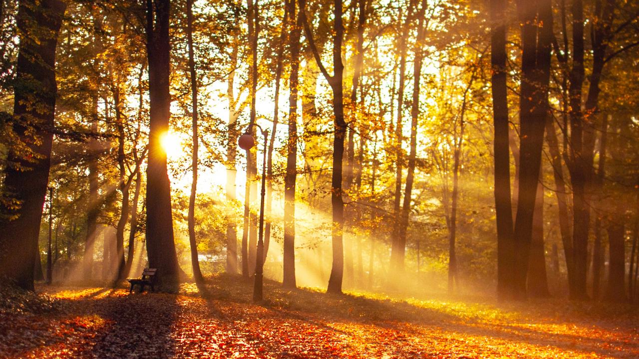 Sunlight filtering through trees in a forest in autumn