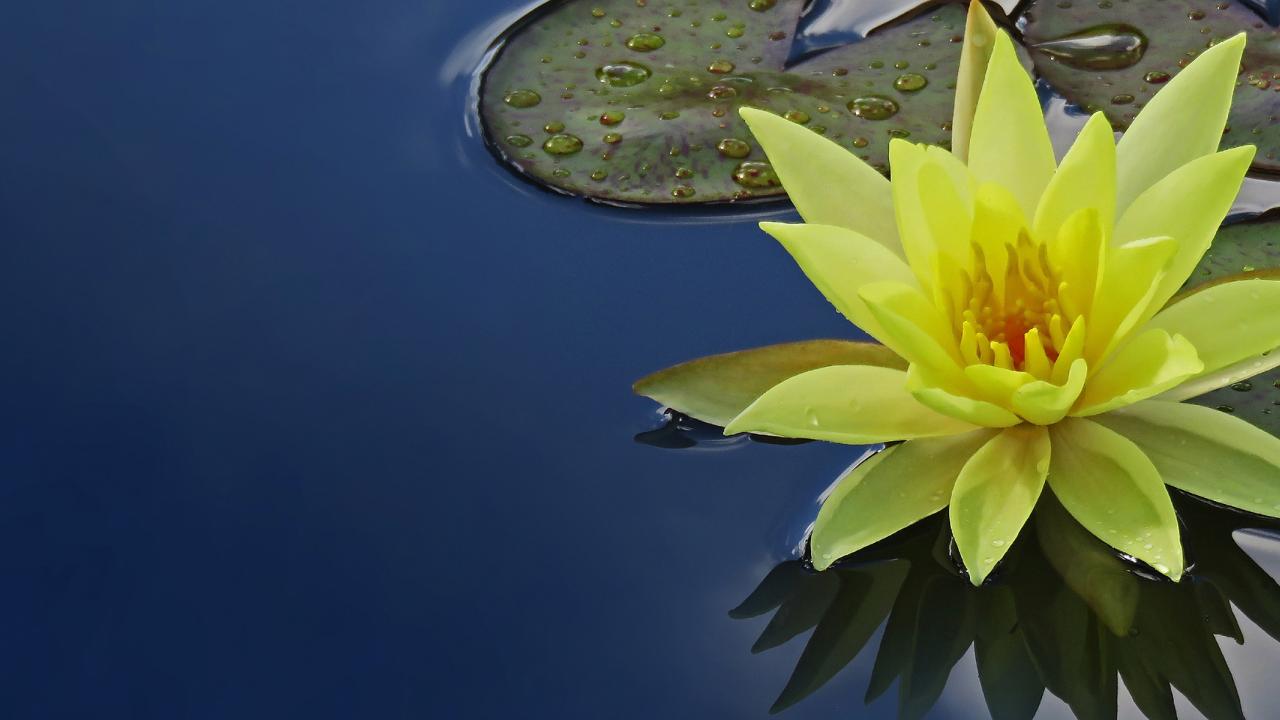 Lily flower floating on water