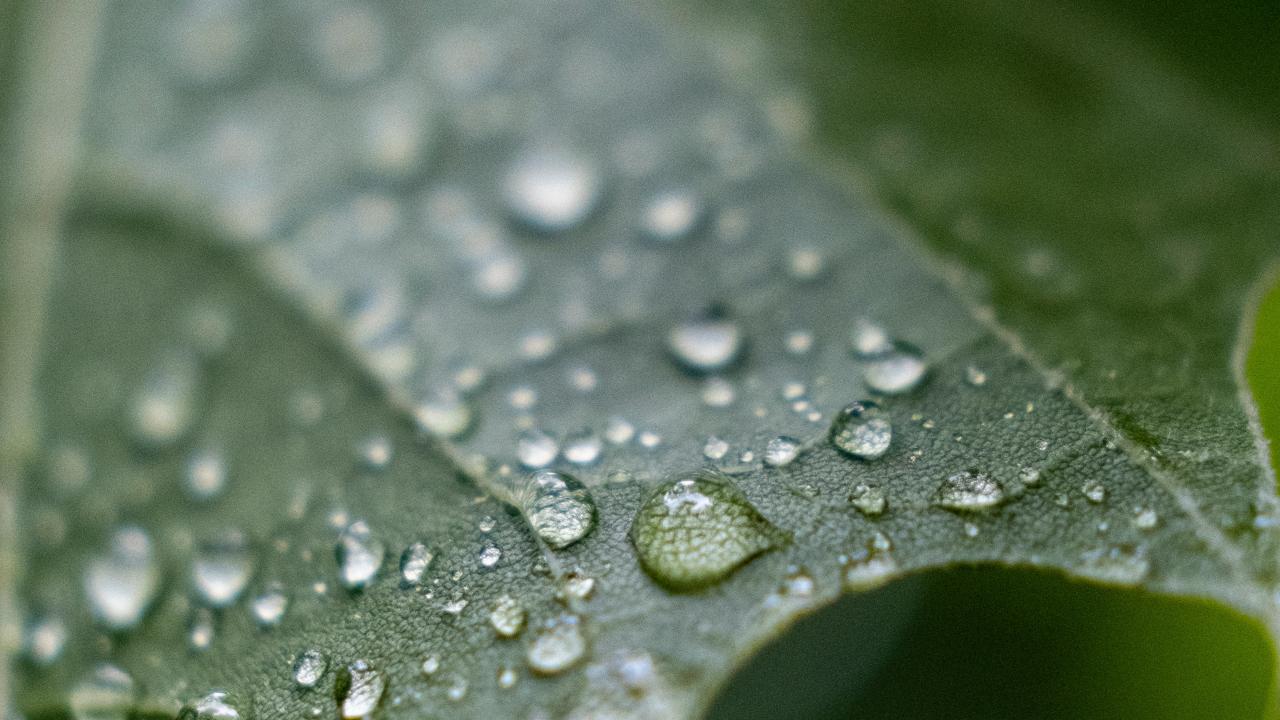 leaf with water droplets