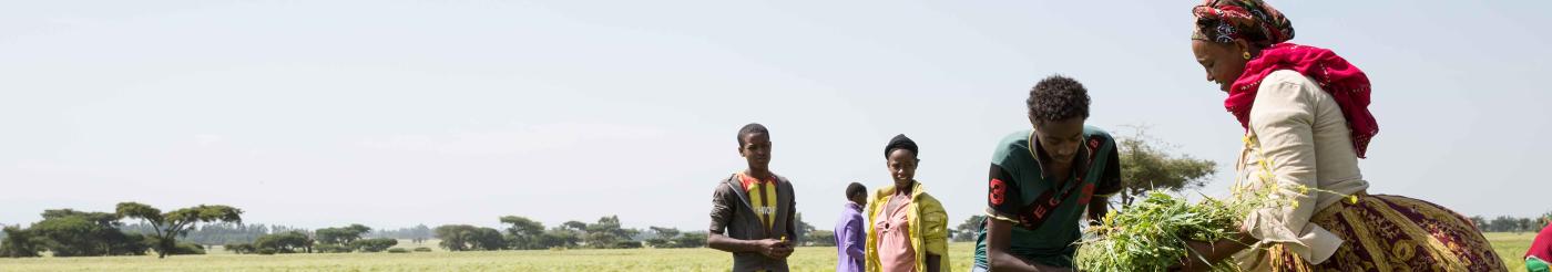 Ethiopian farmers working in a field